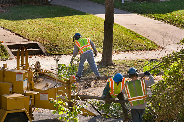 Best Dead Tree Removal  in Gilbertsville, PA